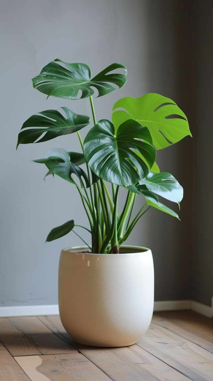 Trailing Pothos Arrangement